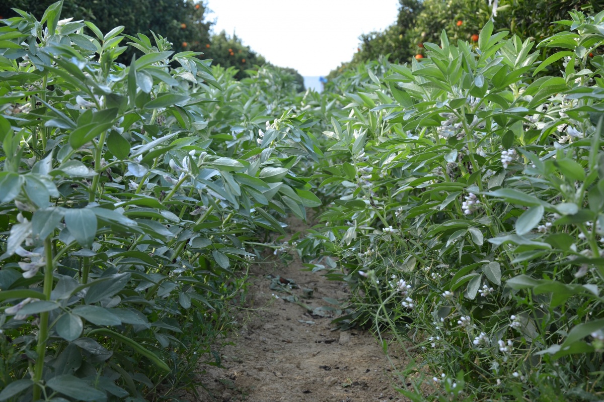 Habas plantadas entre mandarinos.