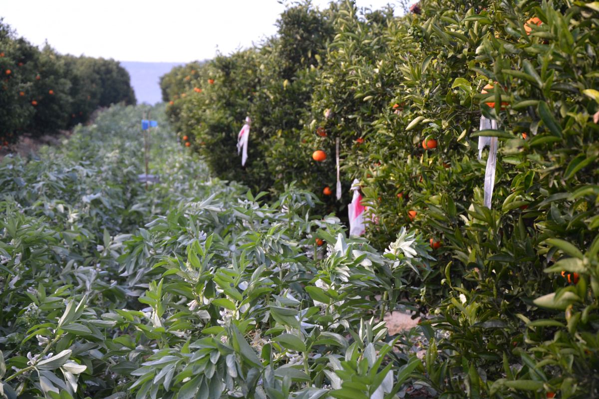 Habas entre mandarinos en la finca de ensayo del proyecto Diverfarming.